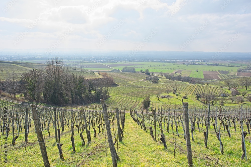 andscape in the grapevines on a sunny day in southern germany near ,,fischingen”.