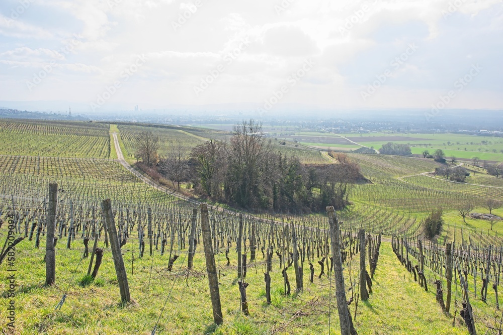 andscape in the grapevines on a sunny day in southern germany near ,,fischingen”.