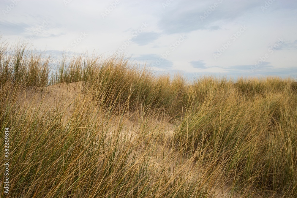 Yellow field with a cloudy gray sky in the background