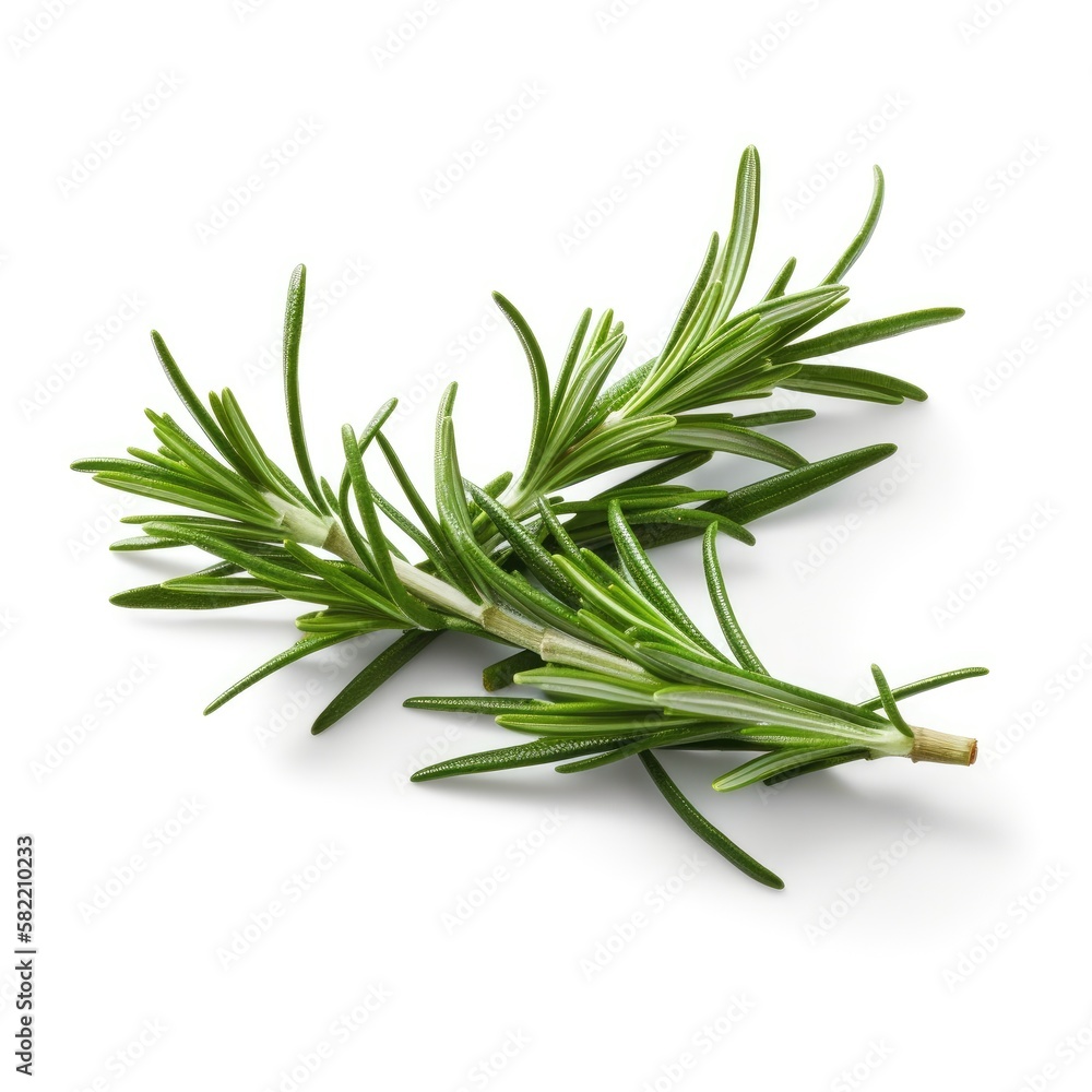 Fresh rosemary green leaves from organic farm isolated on white background Generative AI Illustration Fresh rosemary green leaves from organic farm isolated on white background Generative AI Illustration