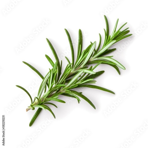 Fresh rosemary green leaves from organic farm isolated on white background Generative AI Illustration