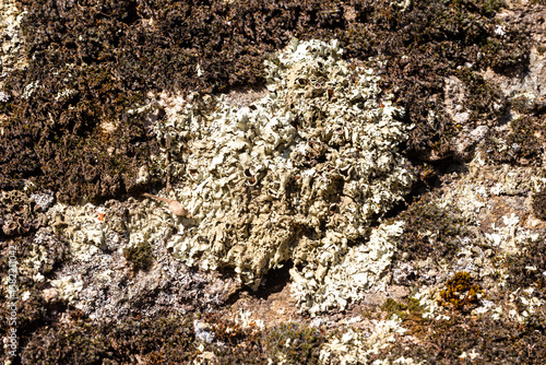 wild lichen on the rocks of the mountains of madrid photo