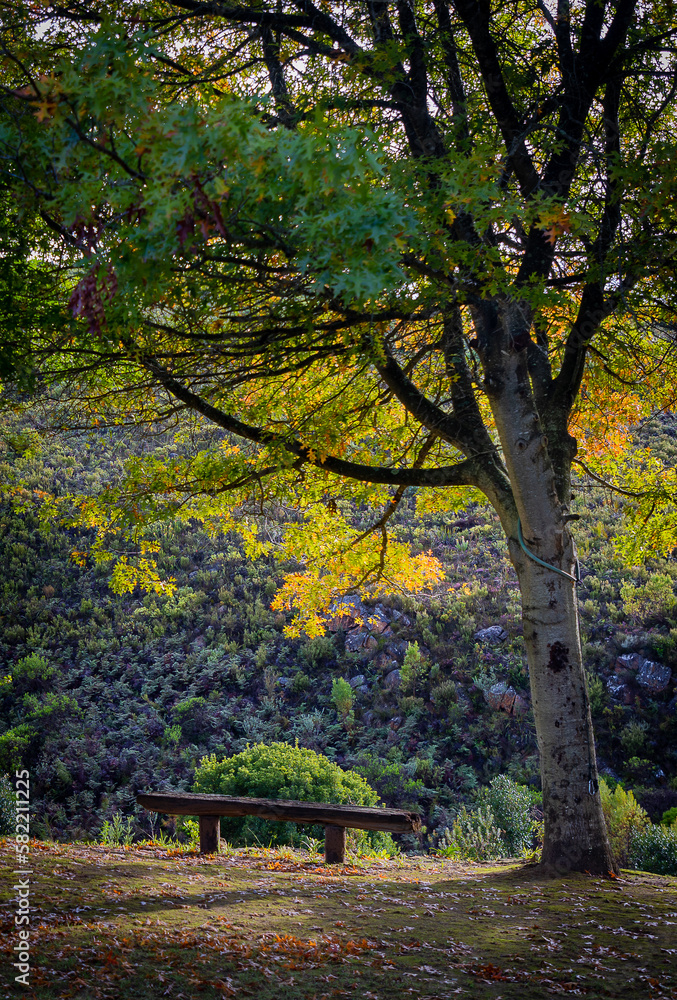 solitude on a bench in peaceful autumn forest