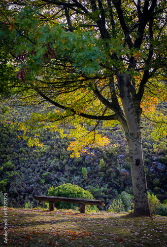 Obraz na płótnie solitude on a bench in peaceful autumn forest w salonie