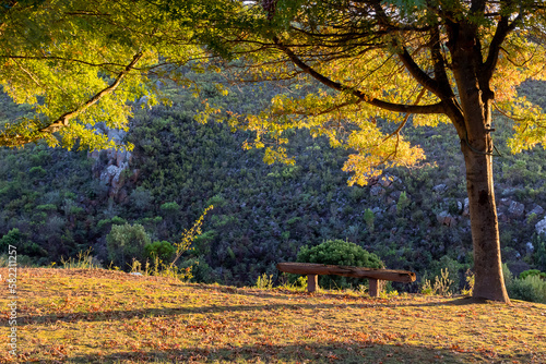 Obraz na płótnie wooden bench in autumn landscape with trees w salonie