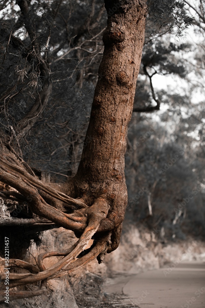 Vertical of a creepy tree in a forest on a gloomy day with blurred background Vertical of a creepy tree in a forest on a gloomy day with blurred background