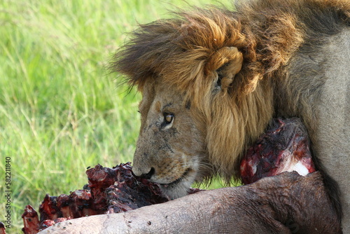 Fototapeta Naklejka Na Ścianę i Meble -  Two lions feeding on a hippo kill
