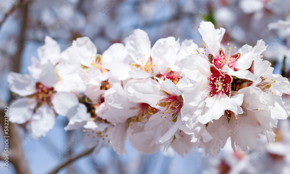 a branch blooming in the background with a blue sky, delicate pink and white flowers. spring time nice spring and easter postcard a branch blooming in the background with a blue sky, delicate pink and white flowers. spring time nice spring and easter postcard
