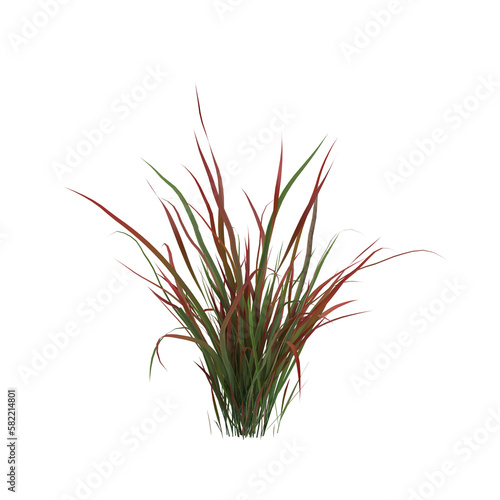 3d illustration of imperata grass isolated on transparent background photo