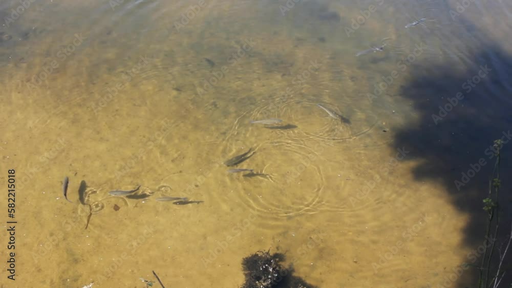 fish in the river Ouro in Foz, Galicia, Spain fish in the river Ouro in Foz, Galicia, Spain