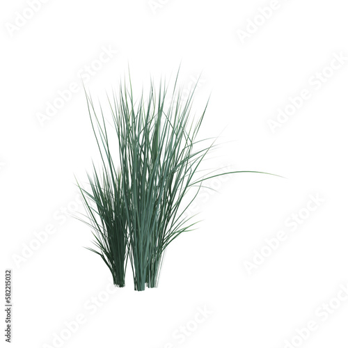3d illustration of helictotrichon sempervirens bush isolated on transparent background