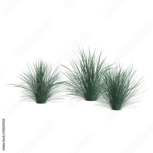 3d illustration of helictotrichon sempervirens bush isolated on transparent background