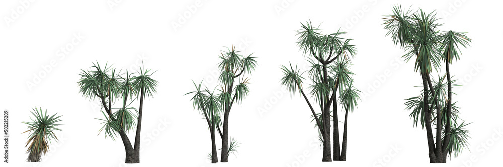 3d illustration of set yucca schottii tree isolated on transparent background