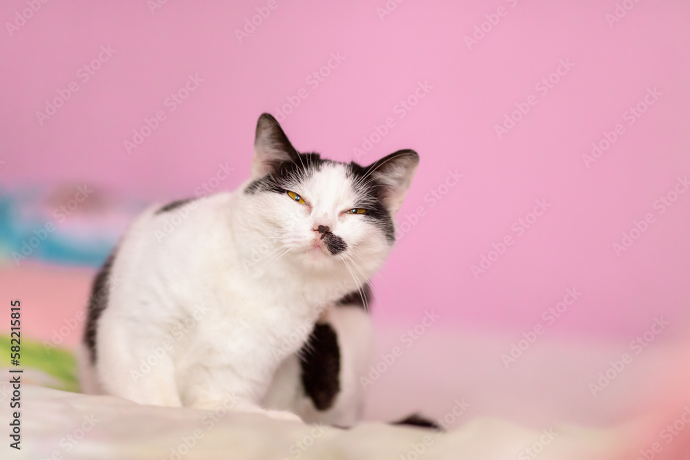 Scratching itself black and white cat on pink background, indoor shot, close up