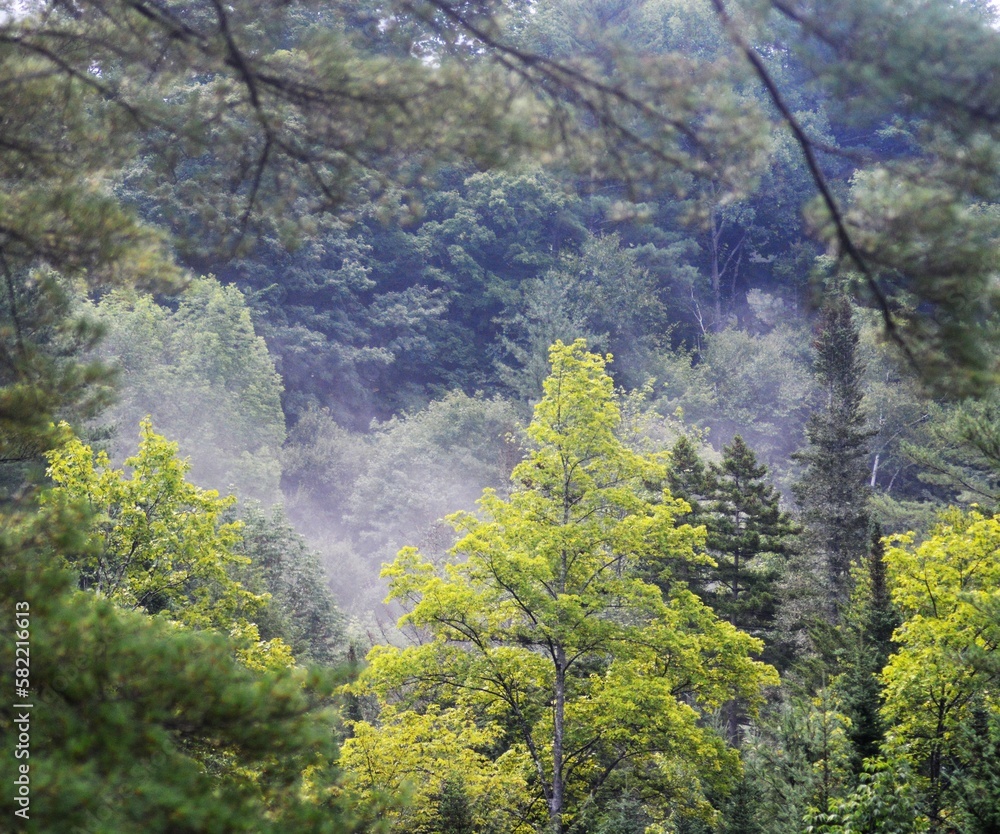 Forest Forest