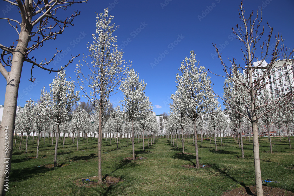 young cherry orchard in bloom young cherry orchard in bloom