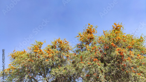 Flowering Tecomella Undulata (Rohida) tree with blue sky photo