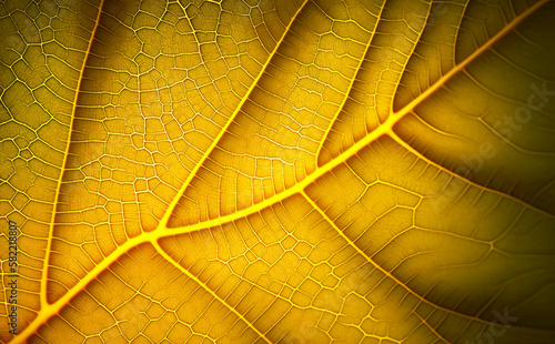 Close up of yellow leaf texture background, Generative AI