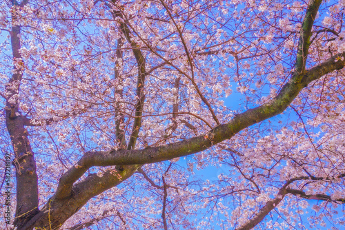 国立・大学通りの桜