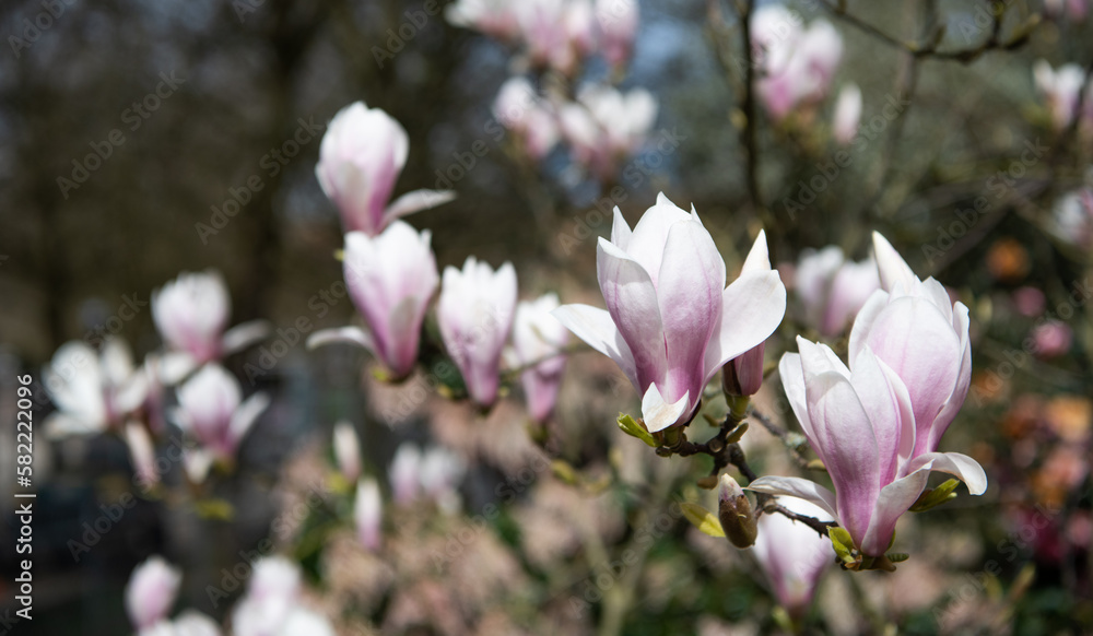 macro of blooming magnolia flower in spring. nature beauty macro of blooming magnolia flower in spring. nature beauty