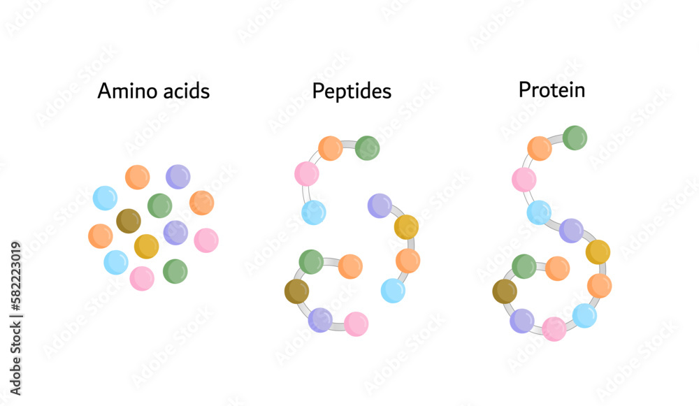 Protein, small peptide chains and single amino acids, to be absorbed into the blood stream. Vector design illustration. Protein, small peptide chains and single amino acids, to be absorbed into the blood stream. Vector design illustration.