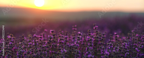 Lavender field at sunset baner. Blooming purple fragrant lavender flowers against the backdrop of a sunset sky