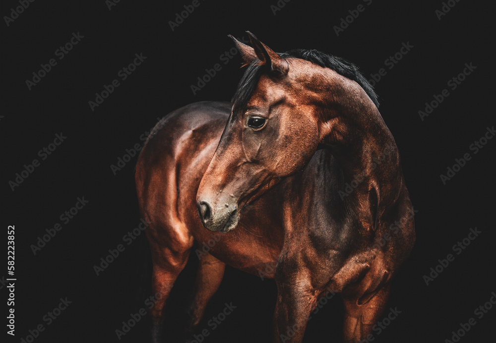 Portret konia - obrazy, fototapety, plakaty 