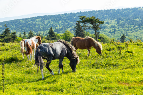 Φωτογραφία Wild ponies in Grayson Highlands State Park in southern Virginia.
