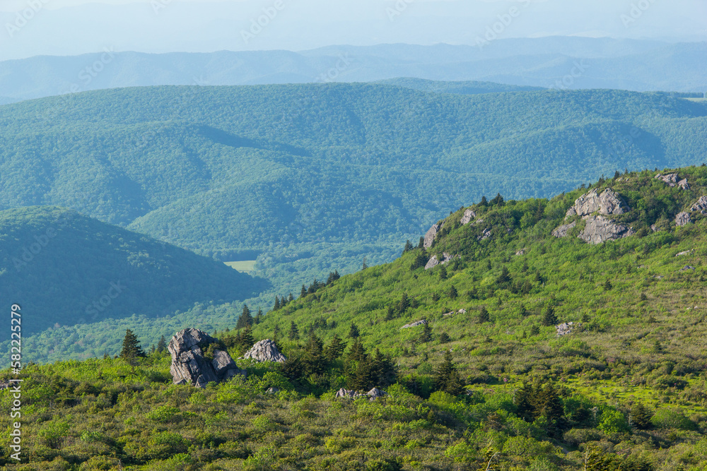 Wildflowers and greenery in southern Virginia. Photos taken while hiking in Grayson Highlands state park