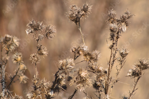 Closeup of dried bull thistle seeds with blurred background