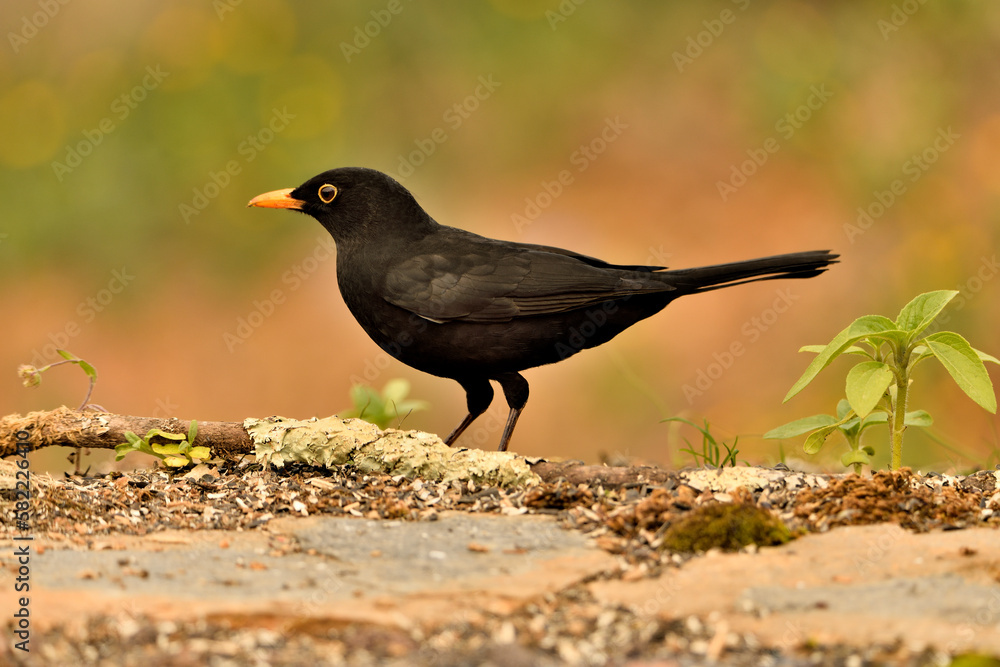 Fototapeta premium mirlo (Turdus merula) el el suelo del parque 