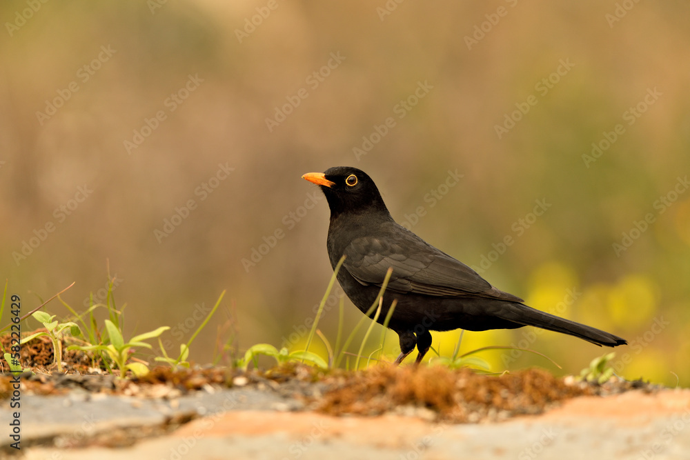 mirlo (Turdus merula) el el suelo del parque mirlo (Turdus merula) el el suelo del parque