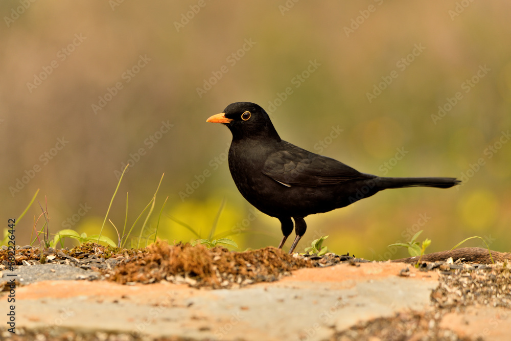 mirlo (Turdus merula) el el suelo del parque mirlo (Turdus merula) el el suelo del parque