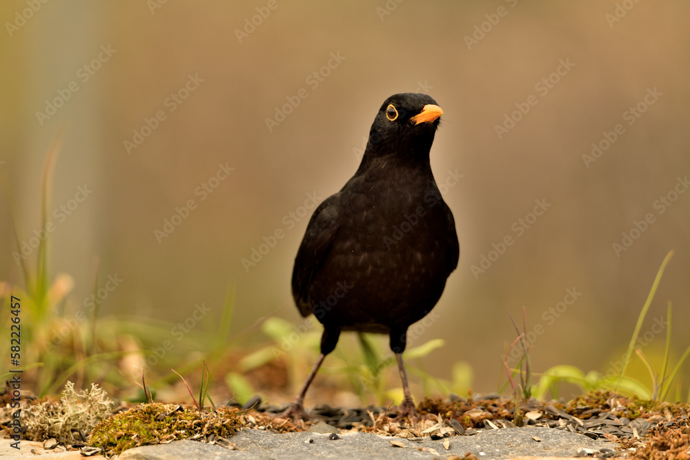 Fototapeta premium mirlo (Turdus merula) el el suelo del parque 