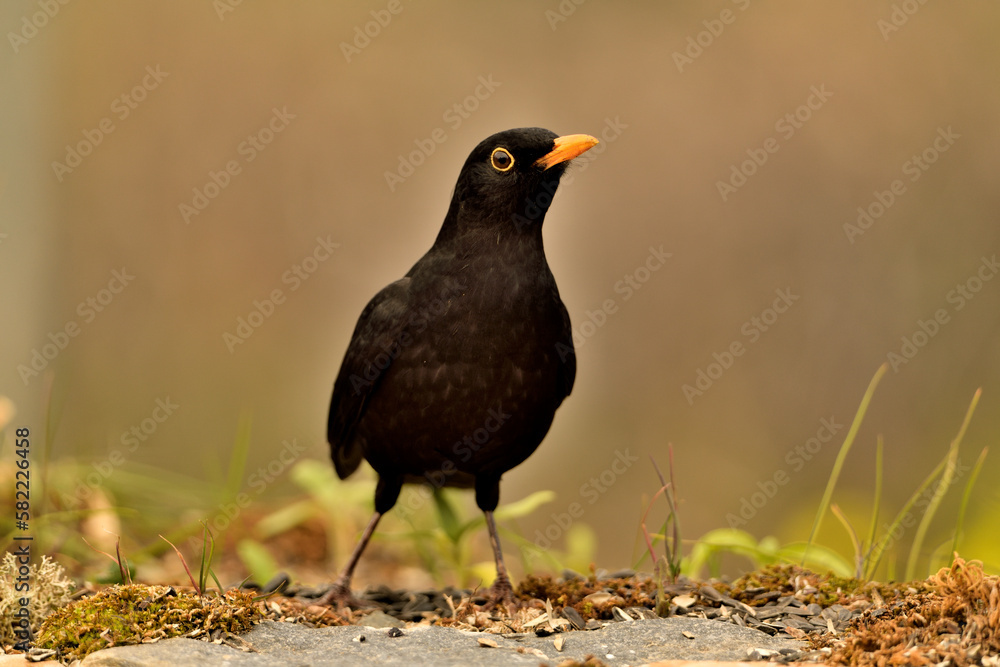 Fototapeta premium mirlo (Turdus merula) el el suelo del parque 