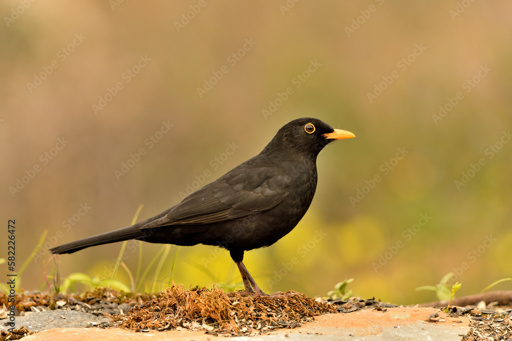 mirlo (Turdus merula) el el suelo del parque mirlo (Turdus merula) el el suelo del parque