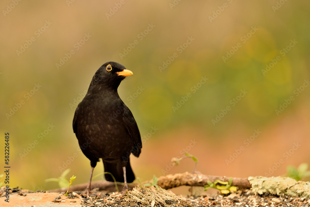 Fototapeta premium mirlo (Turdus merula) el el suelo del parque 