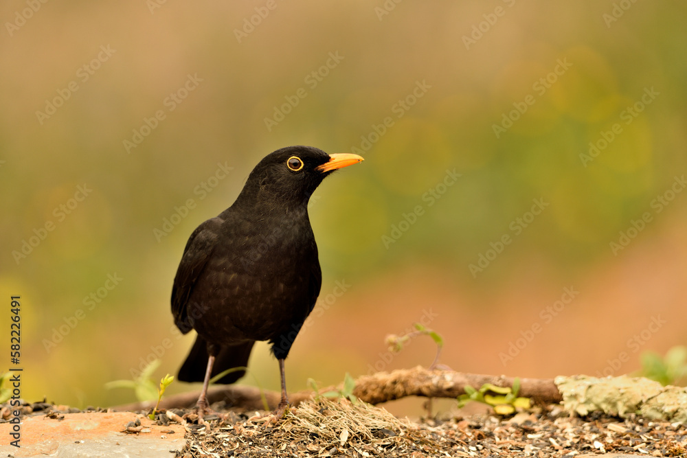 Fototapeta premium mirlo (Turdus merula) el el suelo del parque