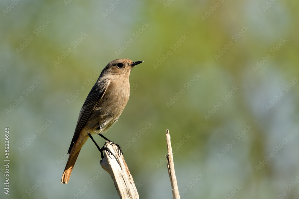 colirrojo tizón posado en una rama del bosque mediterráneo (Phoenicurus ochruros) Guaro Málaga Andalucía España colirrojo tizón posado en una rama del bosque mediterráneo (Phoenicurus ochruros) Guaro Málaga Andalucía España