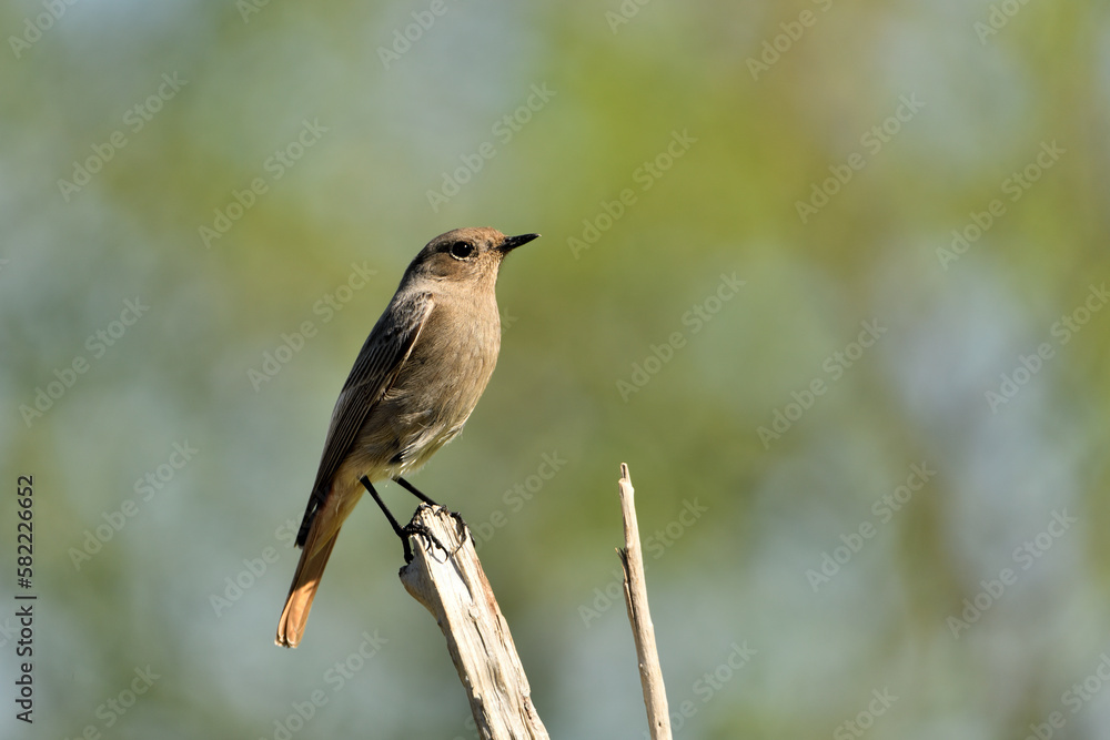 Fototapeta premium colirrojo tizón posado en una rama del bosque mediterráneo (Phoenicurus ochruros) Guaro Málaga Andalucía España 