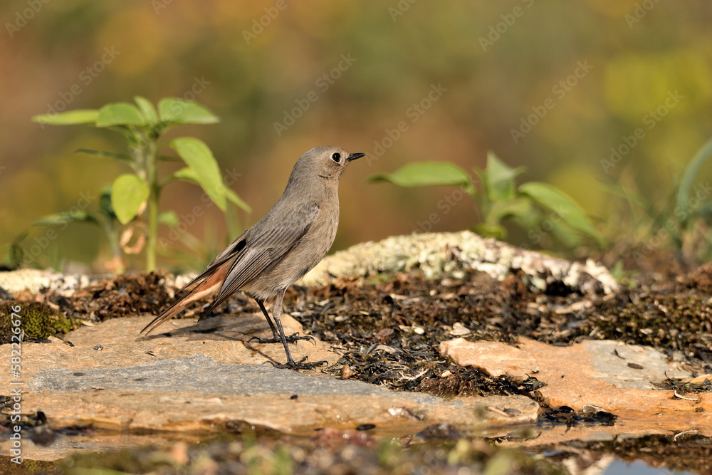 colirrojo tizón en el suelo del bosque mediterráneo (Phoenicurus ochruros) Guaro Málaga Andalucía España colirrojo tizón en el suelo del bosque mediterráneo (Phoenicurus ochruros) Guaro Málaga Andalucía España
