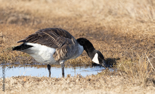 Картината върху платно canadian goose drinking from a puddle closeup