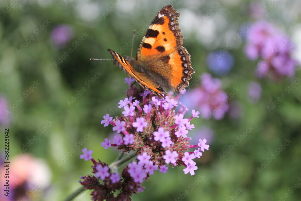 butterfly on flower verbena bonariensis butterfly on flower verbena bonariensis