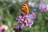 butterfly on flower verbena bonariensis