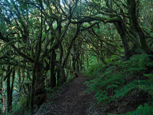 Narrow footpatge through dense laurisilva forest with twisted mossy laurel and Erica arborea trees and ferns. Garajonay National Park  Raso de La Bruma La Gomera. Canary Islands. Spain.