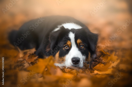 Pies leżący w liściach / Dog in autumn 