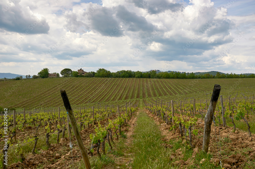 Vineyards in Chianti valley, Tuscany