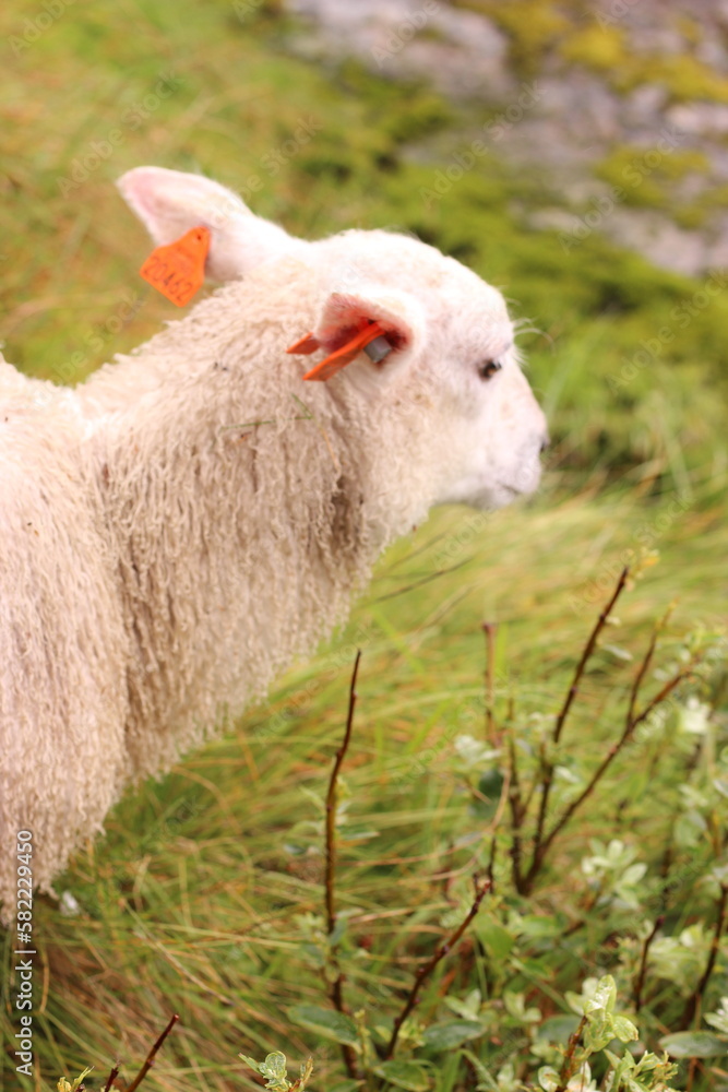 Sheep graze on a green meadow. Sheep pasture in nature Sheep graze on a green meadow. Sheep pasture in nature