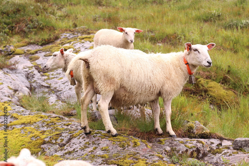 Fototapeta premium Sheep graze on a green meadow. Sheep pasture in nature