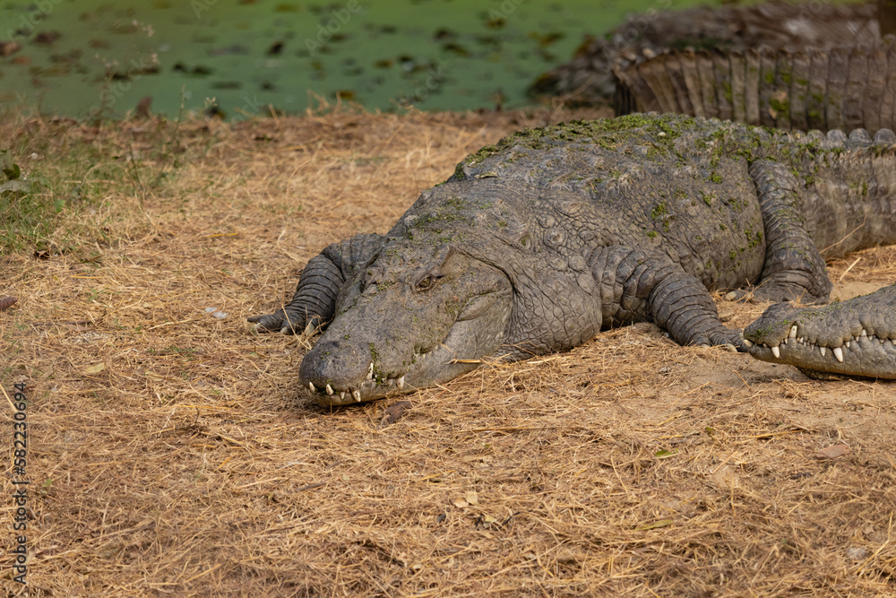 Obraz premium Crocodile - a powerful predator